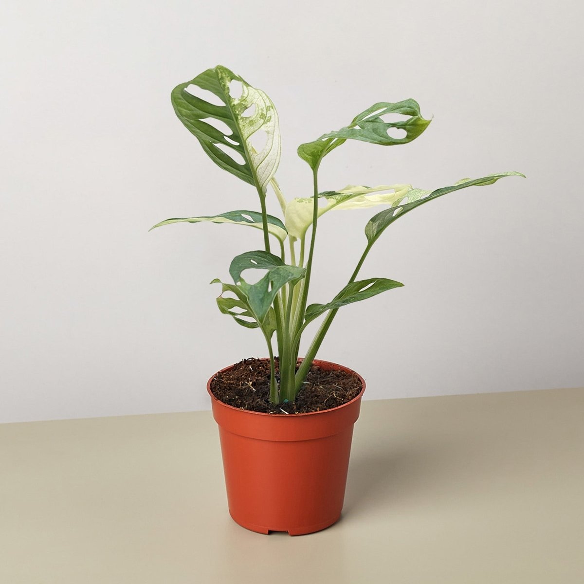 lily & onyx Monstera Adansonii 'Swiss Cheese Variegated' Houseplant