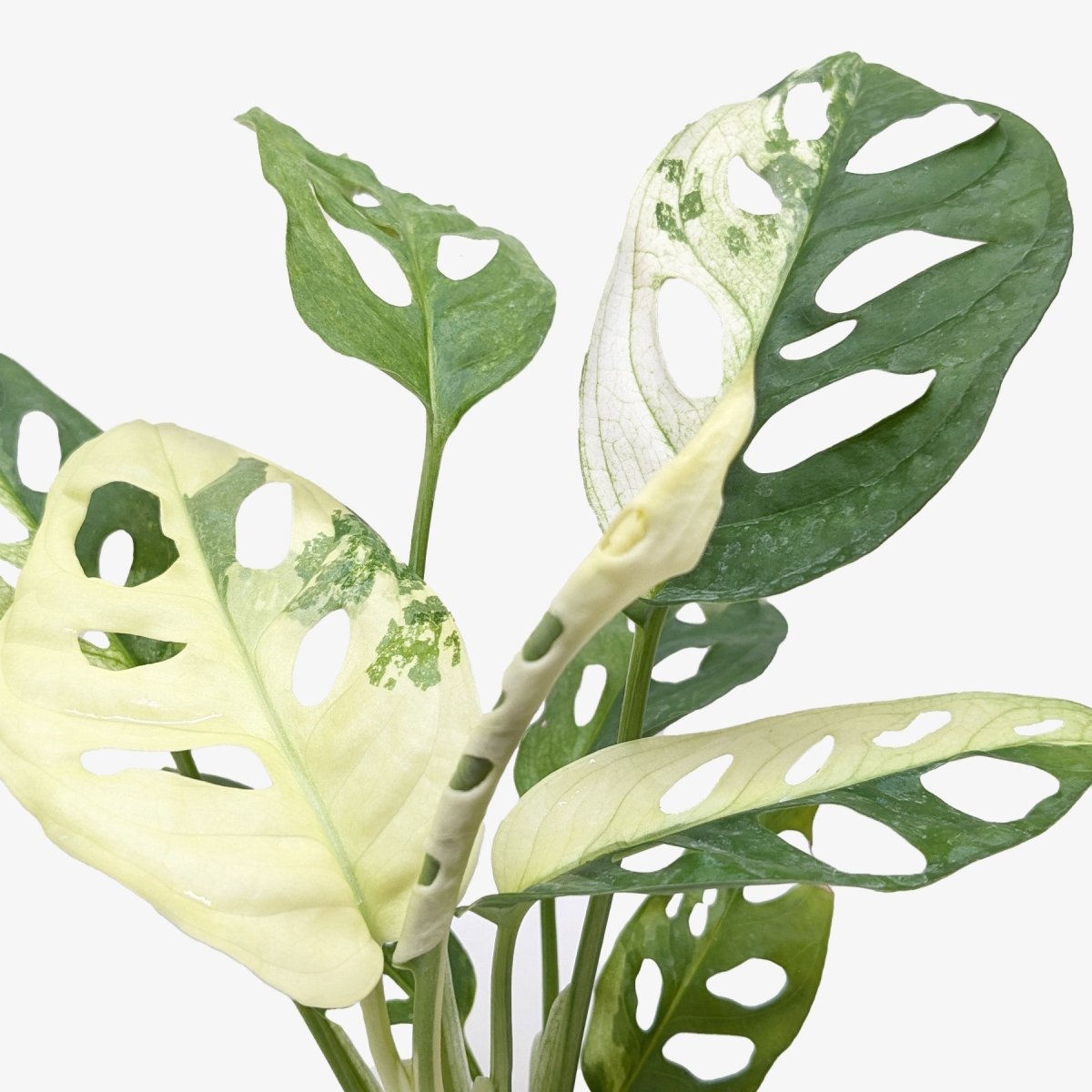 lily & onyx Monstera Adansonii 'Swiss Cheese Variegated' Houseplant