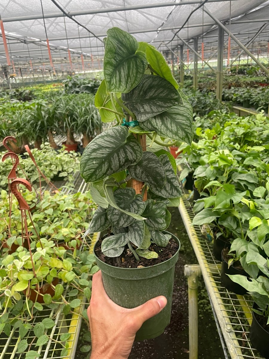 monstera shingle plant Monstera 'Dubia' (Shingle Plant)