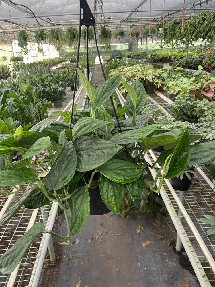 
                      
                        lily & onyx Monstera 'Peru' - lily & onyx
                      
                    