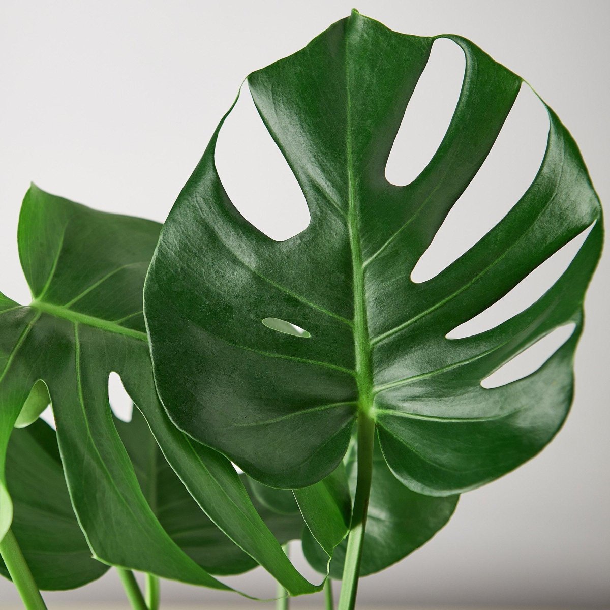 lily & onyx Monstera 'Split - Leaf' Houseplant
