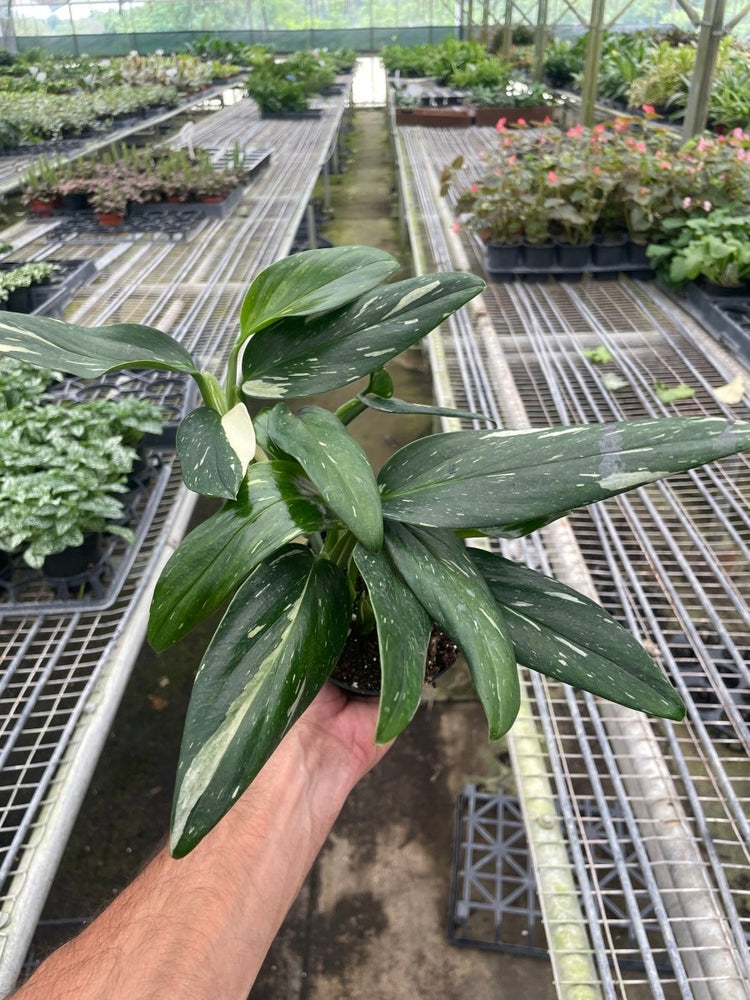 
                      
                        lily & onyx Monstera 'Standeleyana Albo Variegated' - lily & onyx
                      
                    