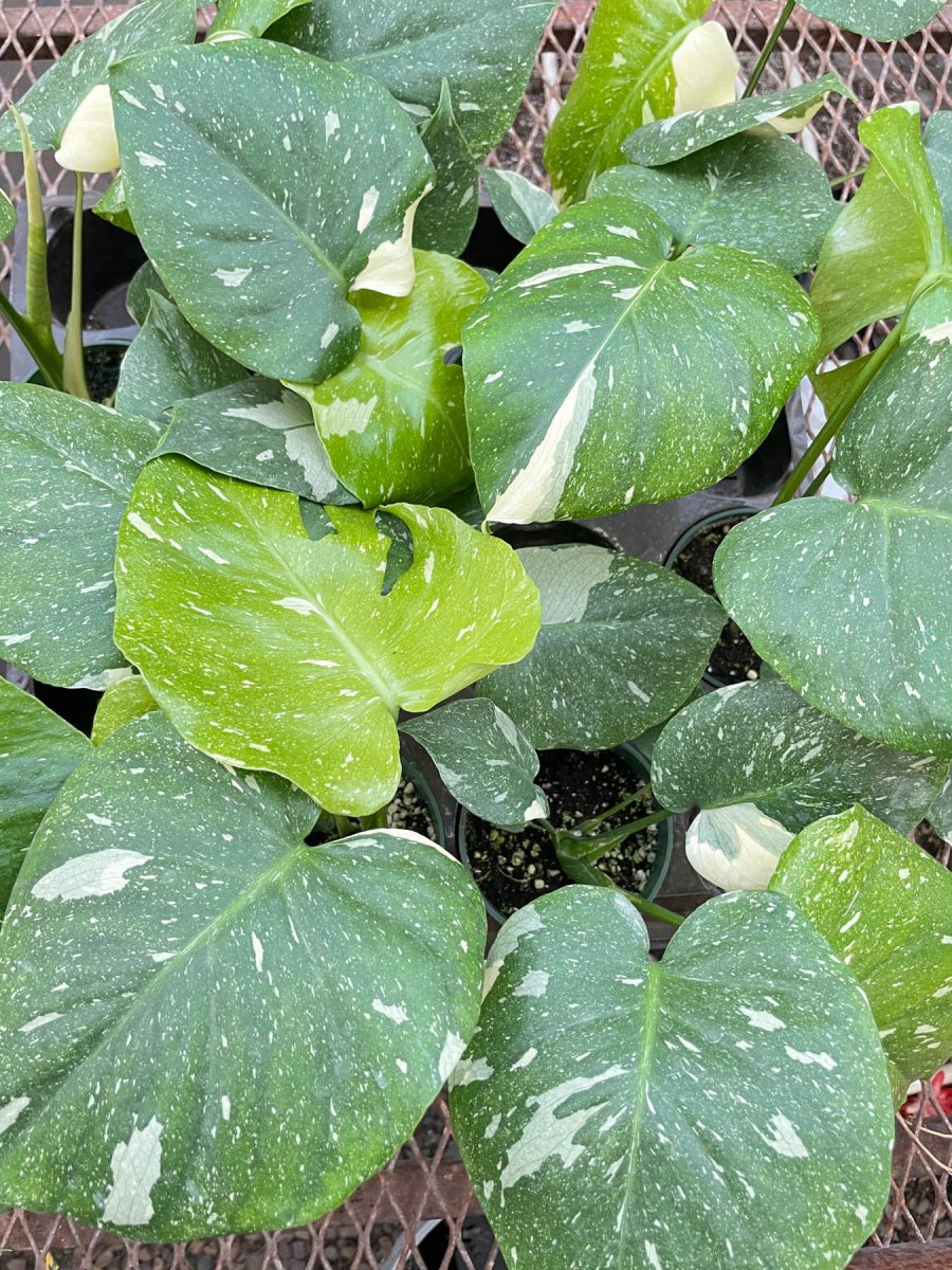 lily & onyx Monstera 'Thai Constellation' - lily & onyx