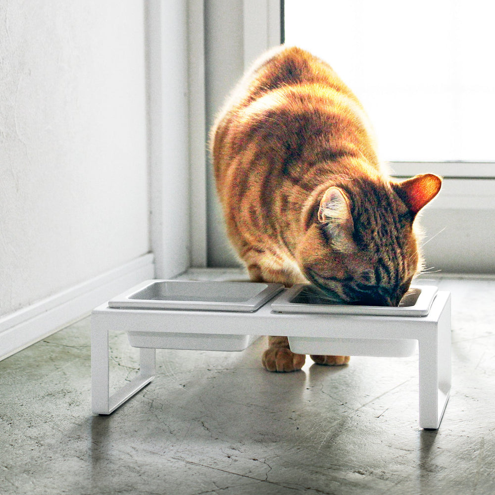 
                      
                        Pet Food Bowl
                      
                    