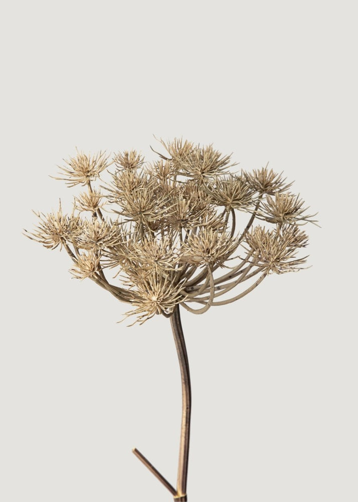 Afloral Natural Brown Artificial Wild Angelica Flower - 35.25" - lily & onyx
