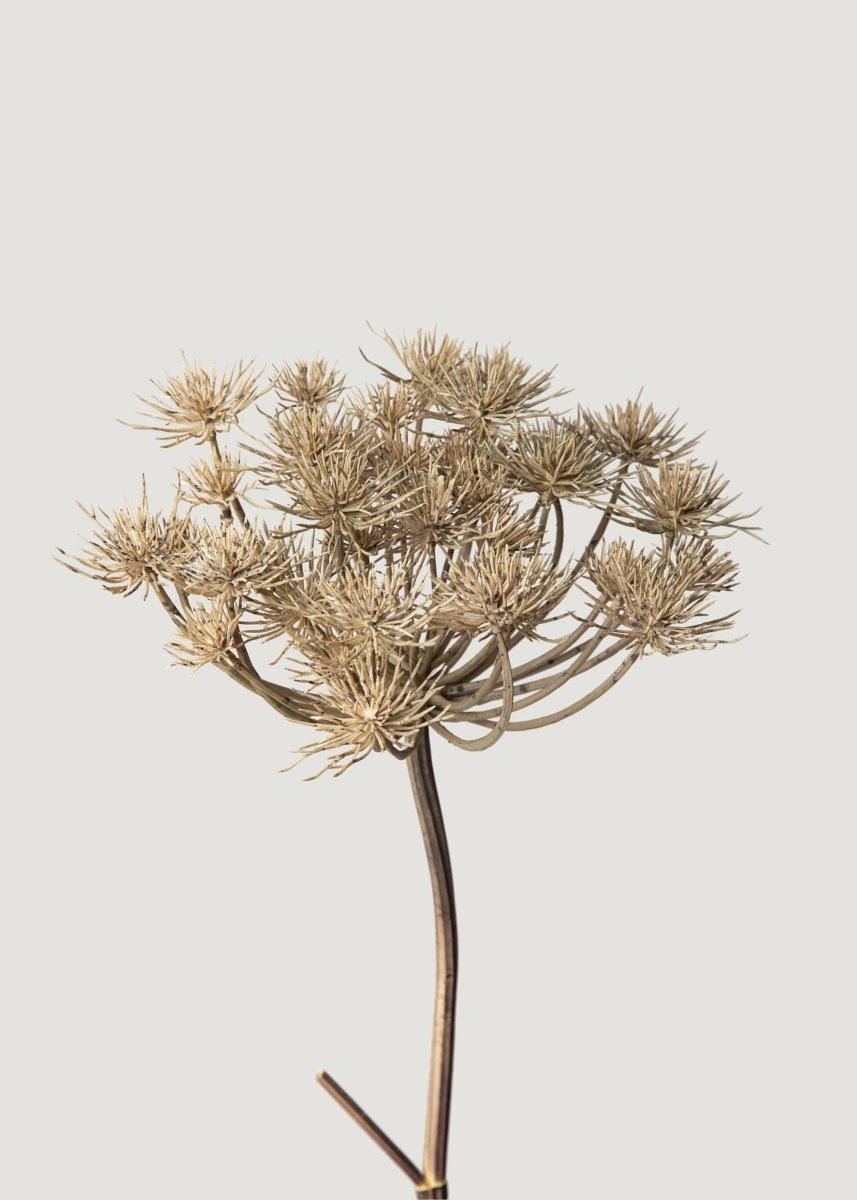 Afloral Natural Brown Artificial Wild Angelica Flower - 35.25" - lily & onyx