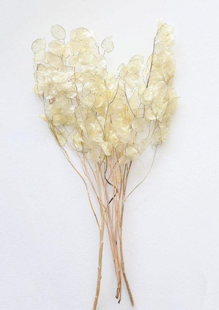 
                      
                        Afloral Natural Dried Lunaria Flowers, 24 - 34" - lily & onyx
                      
                    