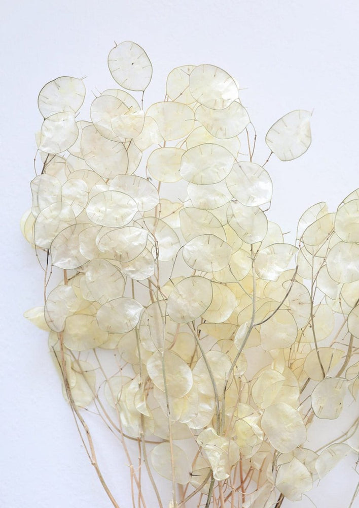 
                      
                        Afloral Natural Dried Lunaria Flowers, 24 - 34" - lily & onyx
                      
                    