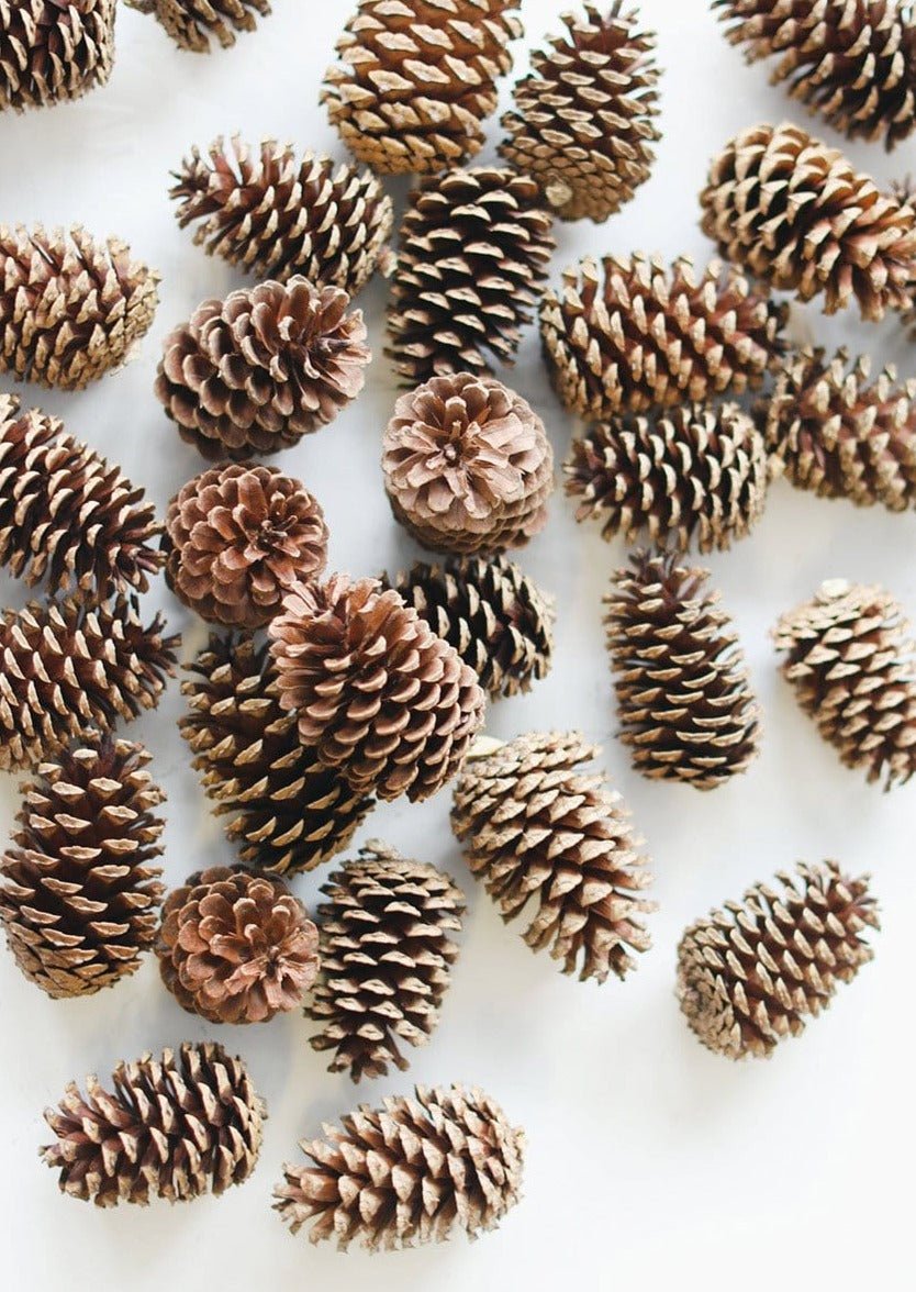 Afloral Natural Pine Cones, 2 - 6