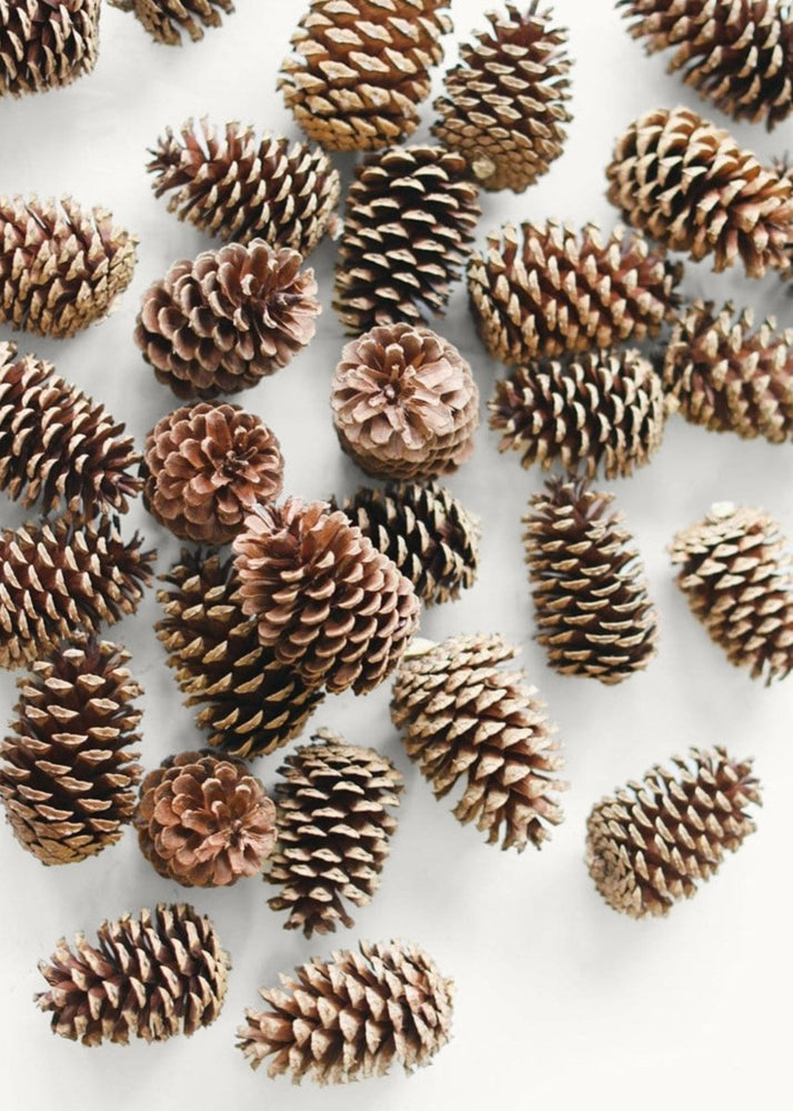 Afloral Natural Pine Cones, 2 - 6" - Box of 100 - lily & onyx