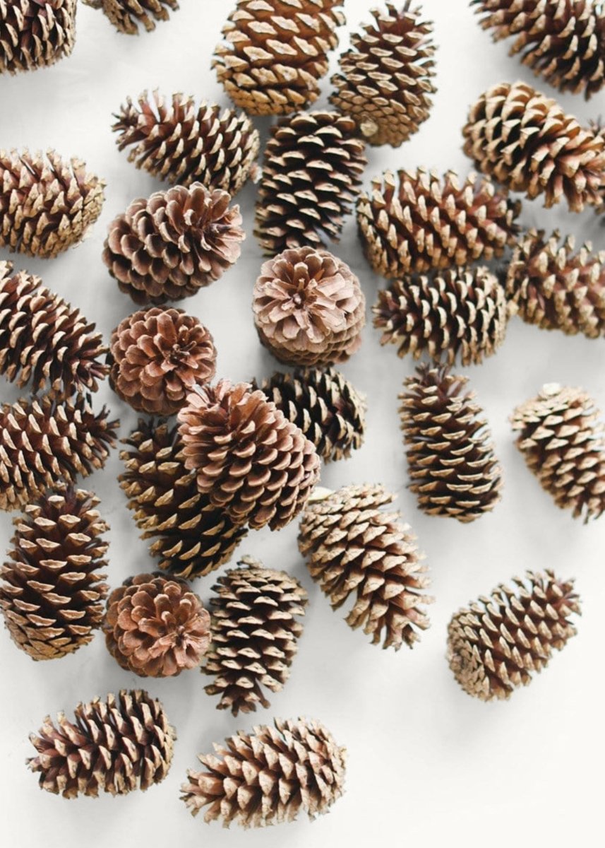 Afloral Natural Pine Cones, 2 - 6" - Box of 100 - lily & onyx