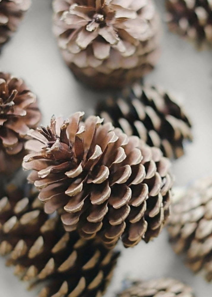 
                      
                        Afloral Natural Pine Cones, 2 - 6" - Box of 100 - lily & onyx
                      
                    