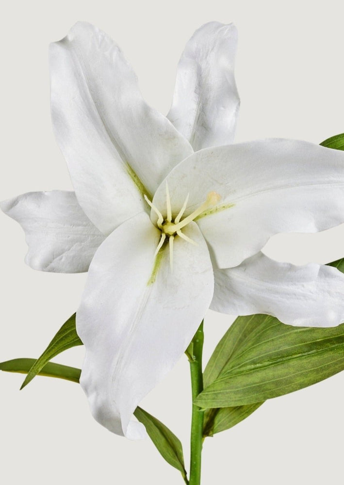 
                      
                        Afloral Natural Touch Faux Casablanca Lily Flower in White, 27" - lily & onyx
                      
                    