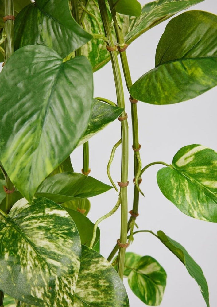 
                      
                        Afloral Natural Touch Pothos Artificial Plant - 48" - lily & onyx
                      
                    