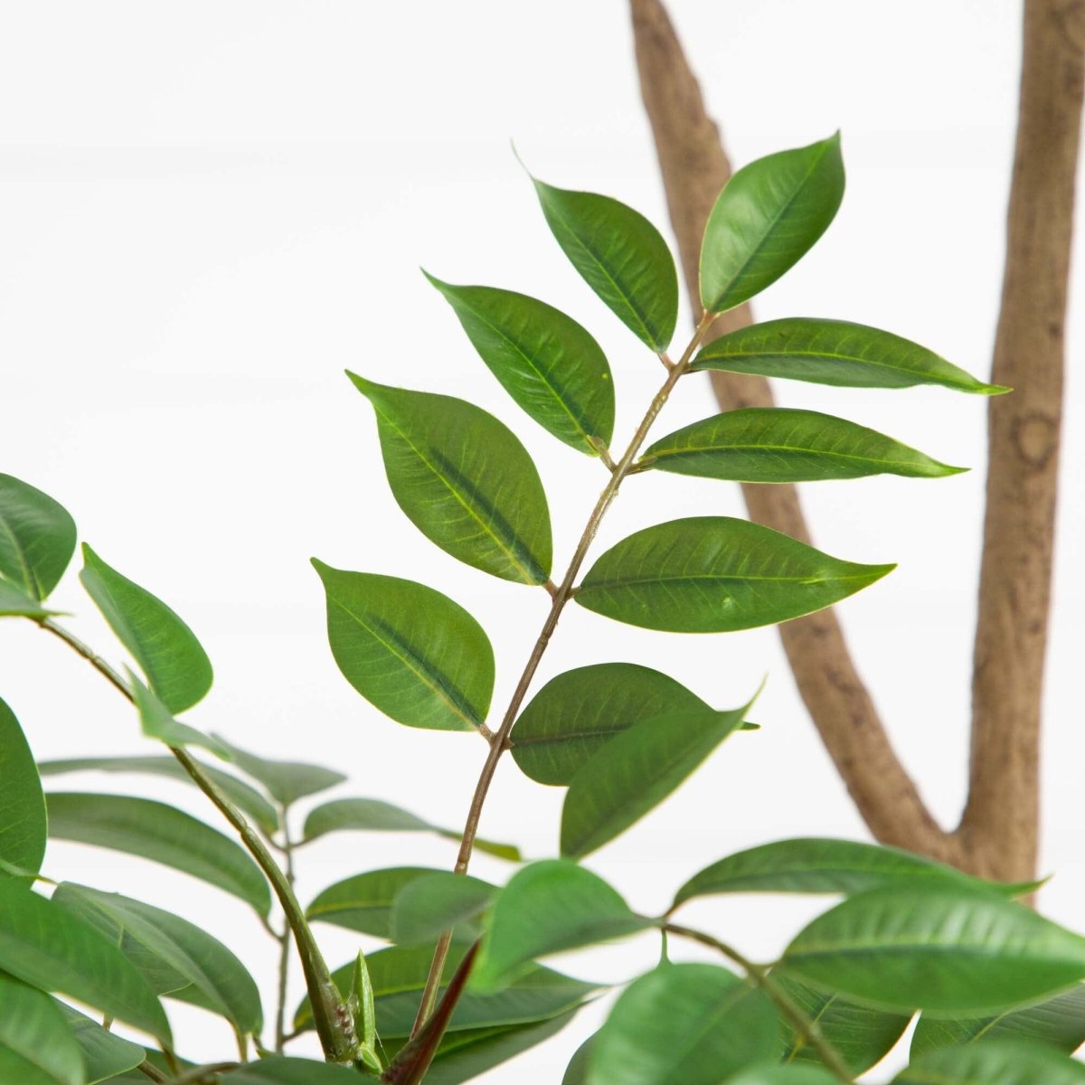 Nearly Natural 5’ Artificial Pieris Tree
