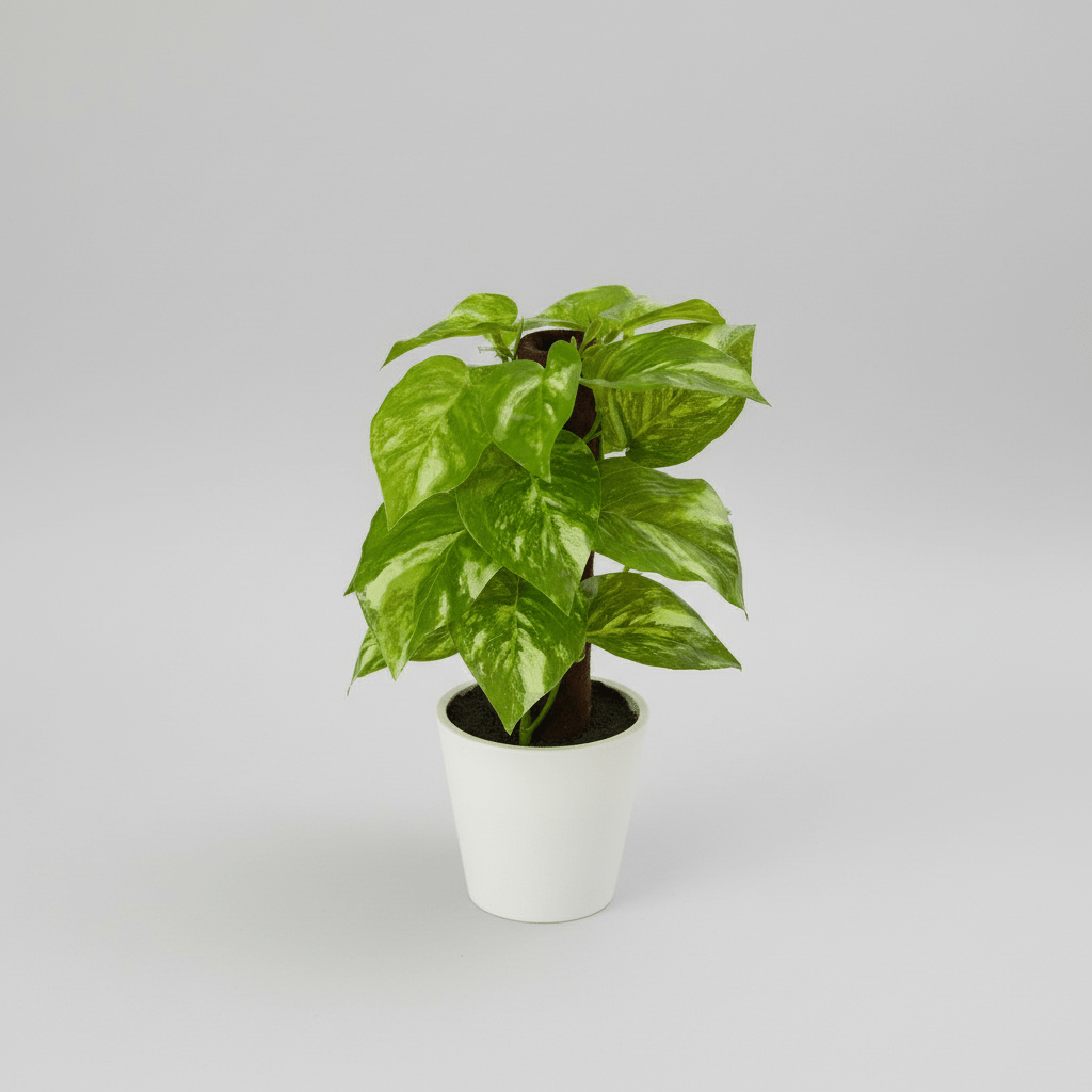 Nearly Natural 9” Artificial Pothos Plant in White Planter (Real Touch)
