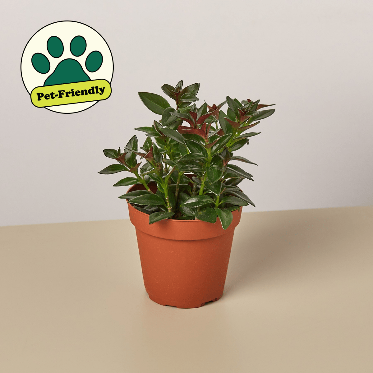 lily & onyx Nematanthus Black Goldfish Houseplant