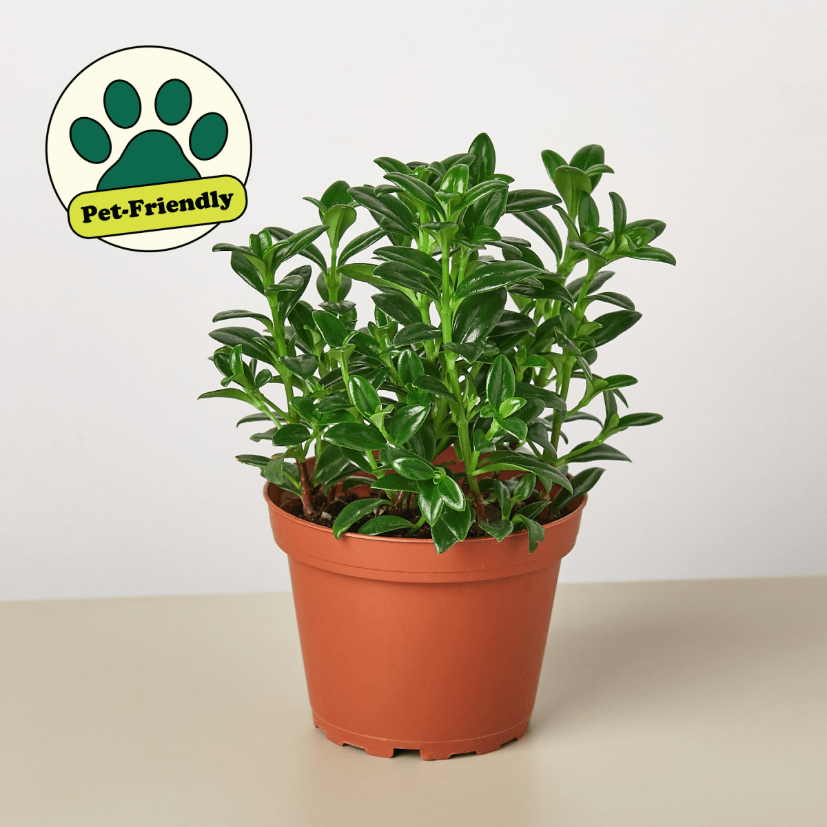 lily & onyx Nematanthus Candy Corn Plant 'Brazilian Firecracker' Houseplant