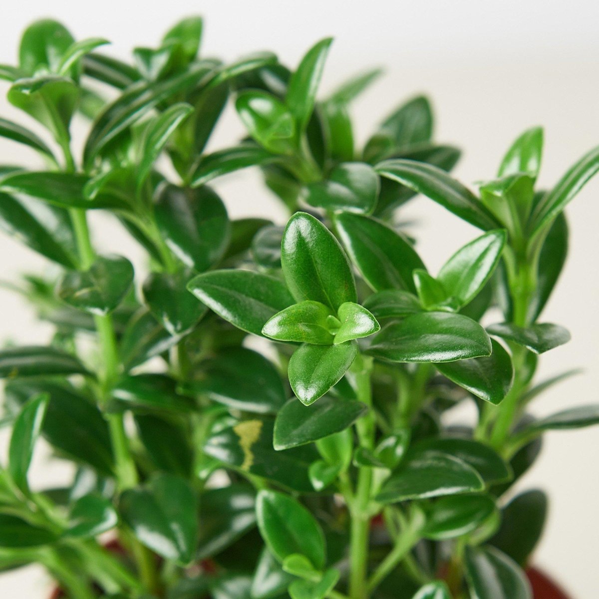 lily & onyx Nematanthus Candy Corn Plant 'Brazilian Firecracker' Houseplant