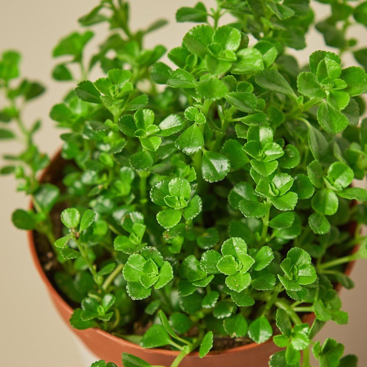 lily & onyx Nettle 'Baby's Tear' Houseplant