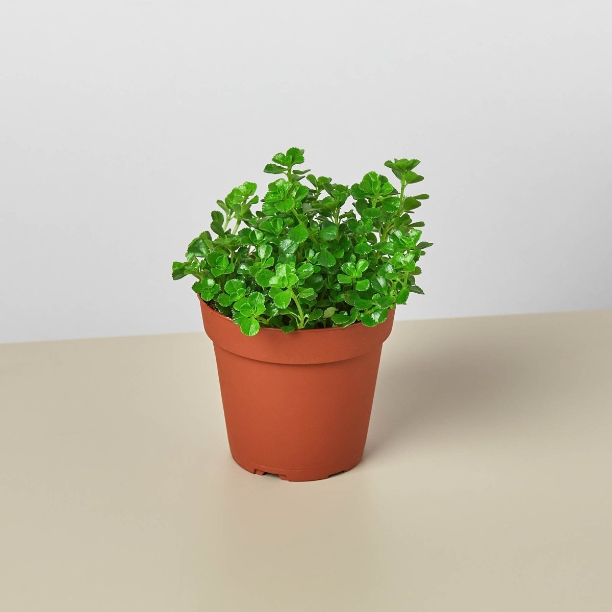 lily & onyx Nettle 'Baby's Tear' Houseplant