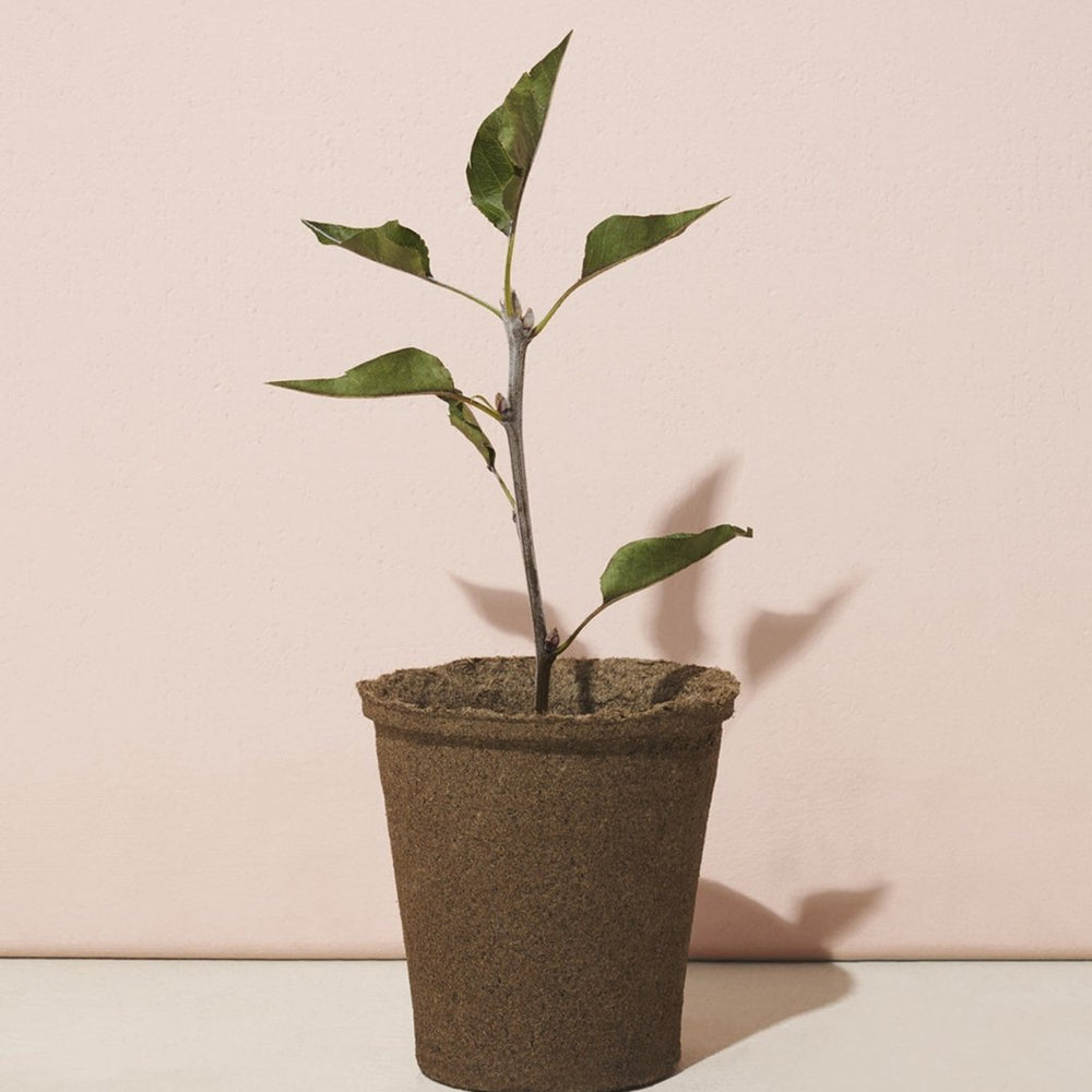 
                      
                        Modern Sprout One - For - One Tree Kits - lily & onyx
                      
                    