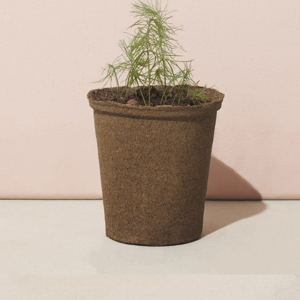 
                      
                        Modern Sprout One - For - One Tree Kits - lily & onyx
                      
                    