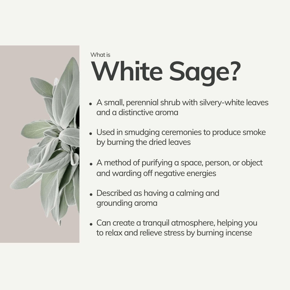 
                      
                        CEDAR AND MYRRH Organic White Sage Smudge Stick - Large - lily & onyx
                      
                    