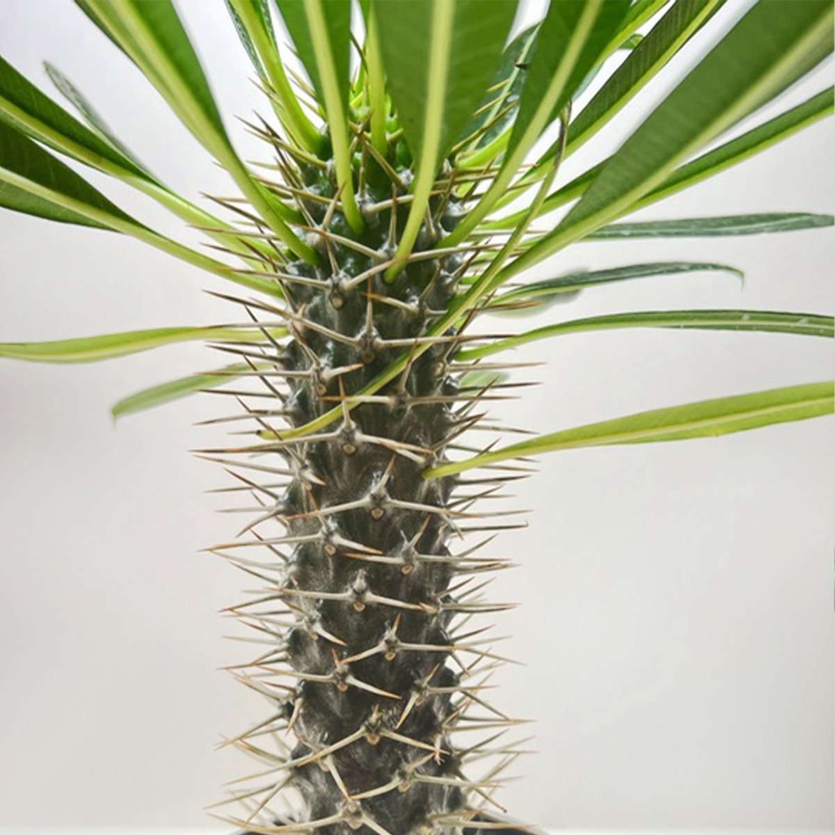 lily & onyx Pachypodium 'lamerei' (Madagascar Palm) Houseplant