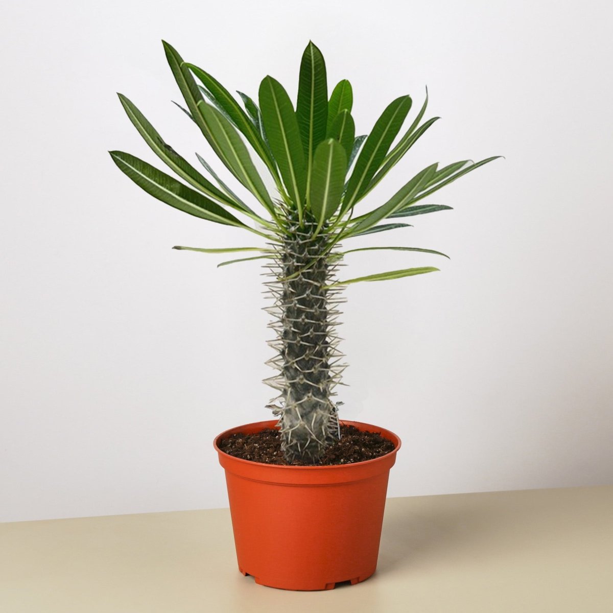 lily & onyx Pachypodium 'lamerei' (Madagascar Palm) Houseplant