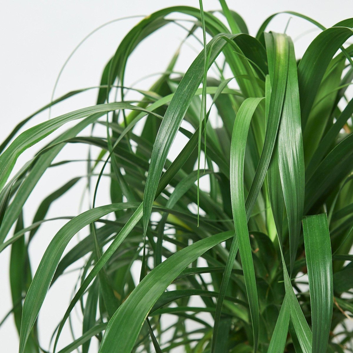 lily & onyx Palm 'Ponytail' 10" Houseplant