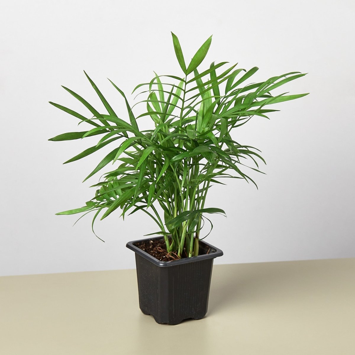 lily & onyx Parlor Palm Houseplant