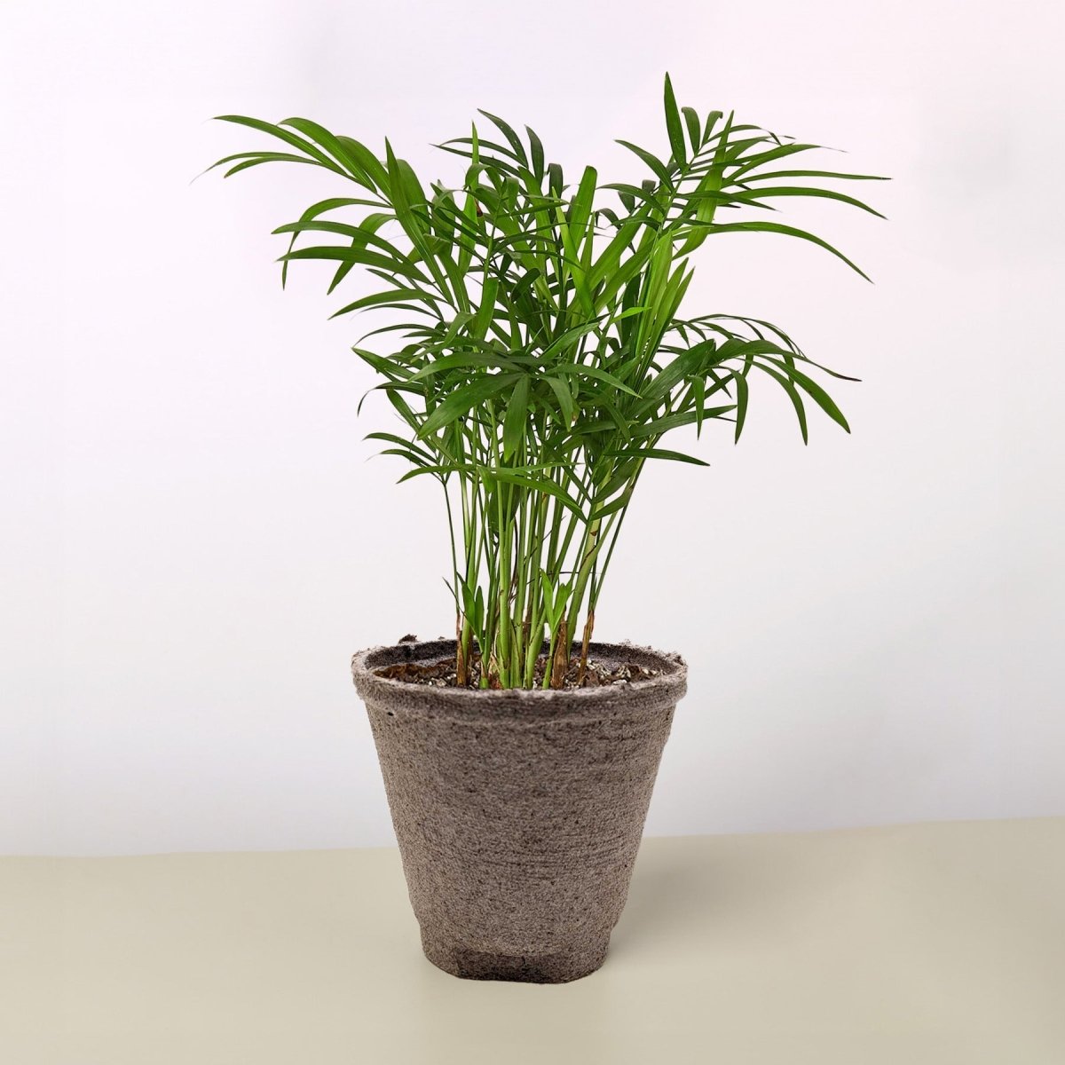 parlor palm toxic to cats Parlor Palm Low-Light Indoor Plant