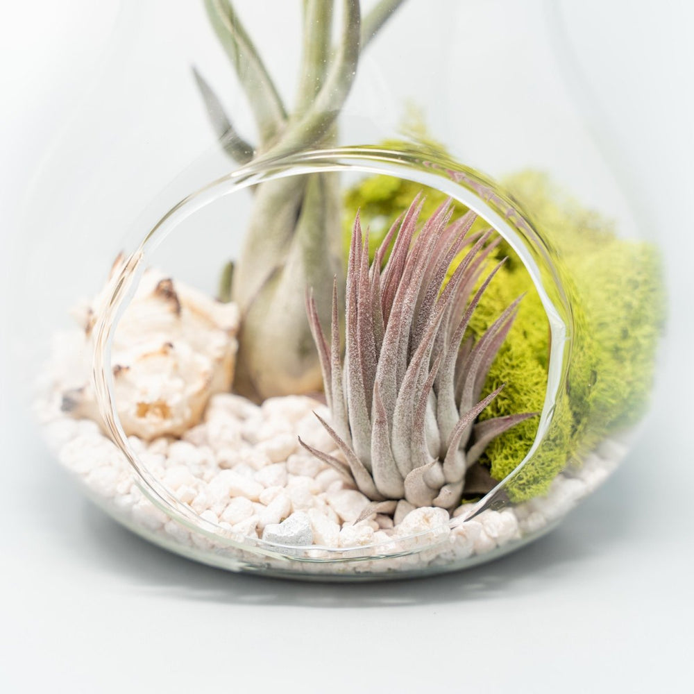 Air Plant Supply Co. Pear Terrarium with Pebble Kit and Tillandsia Air Plants - lily & onyx