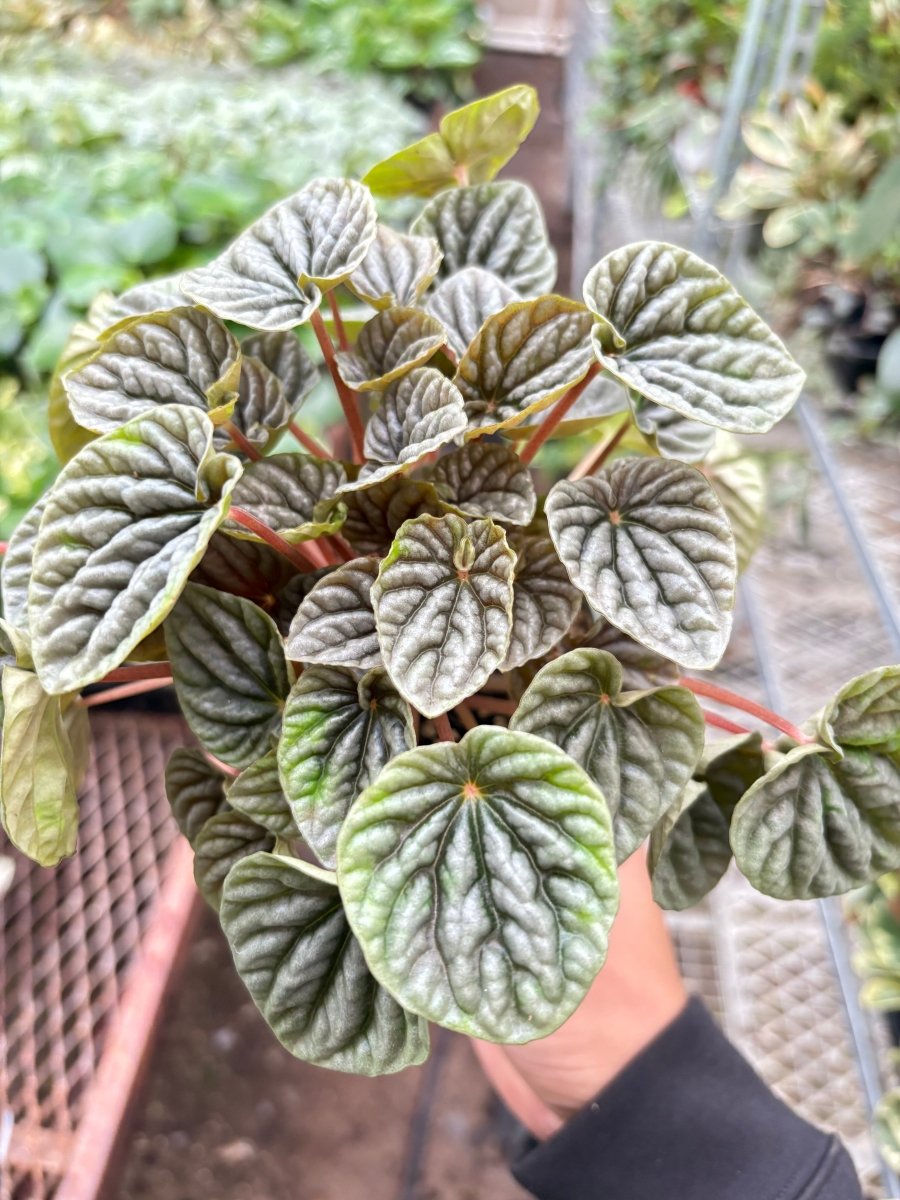 lily & onyx Peperomia 'Emerald Ripple' - lily & onyx