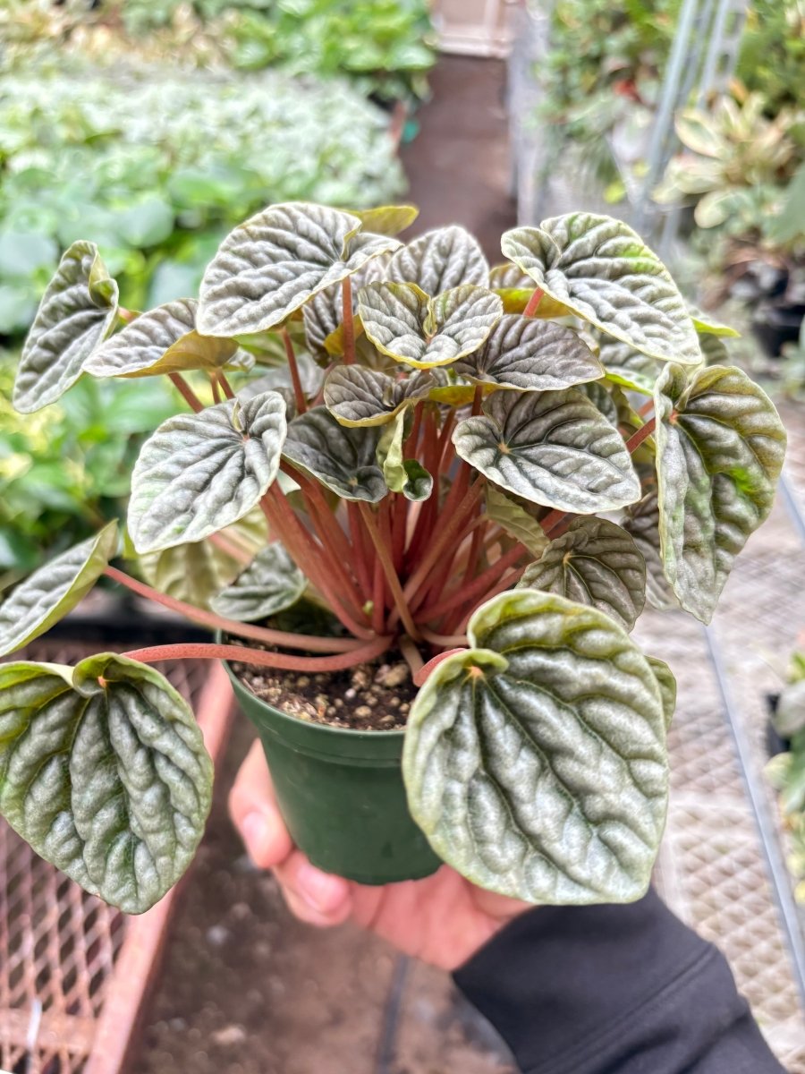 lily & onyx Peperomia 'Emerald Ripple' - lily & onyx