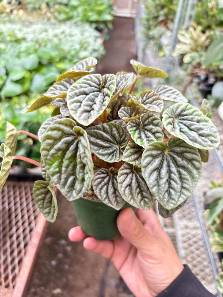 
                      
                        lily & onyx Peperomia 'Emerald Ripple' - lily & onyx
                      
                    