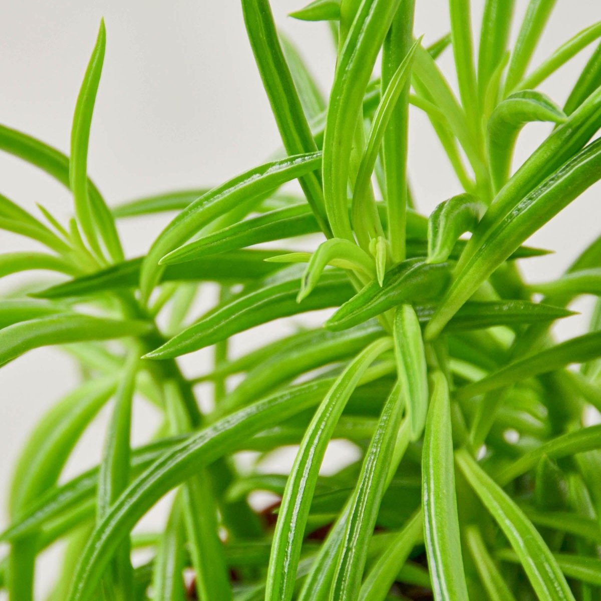lily & onyx Peperomia 'Green Bean' Houseplant