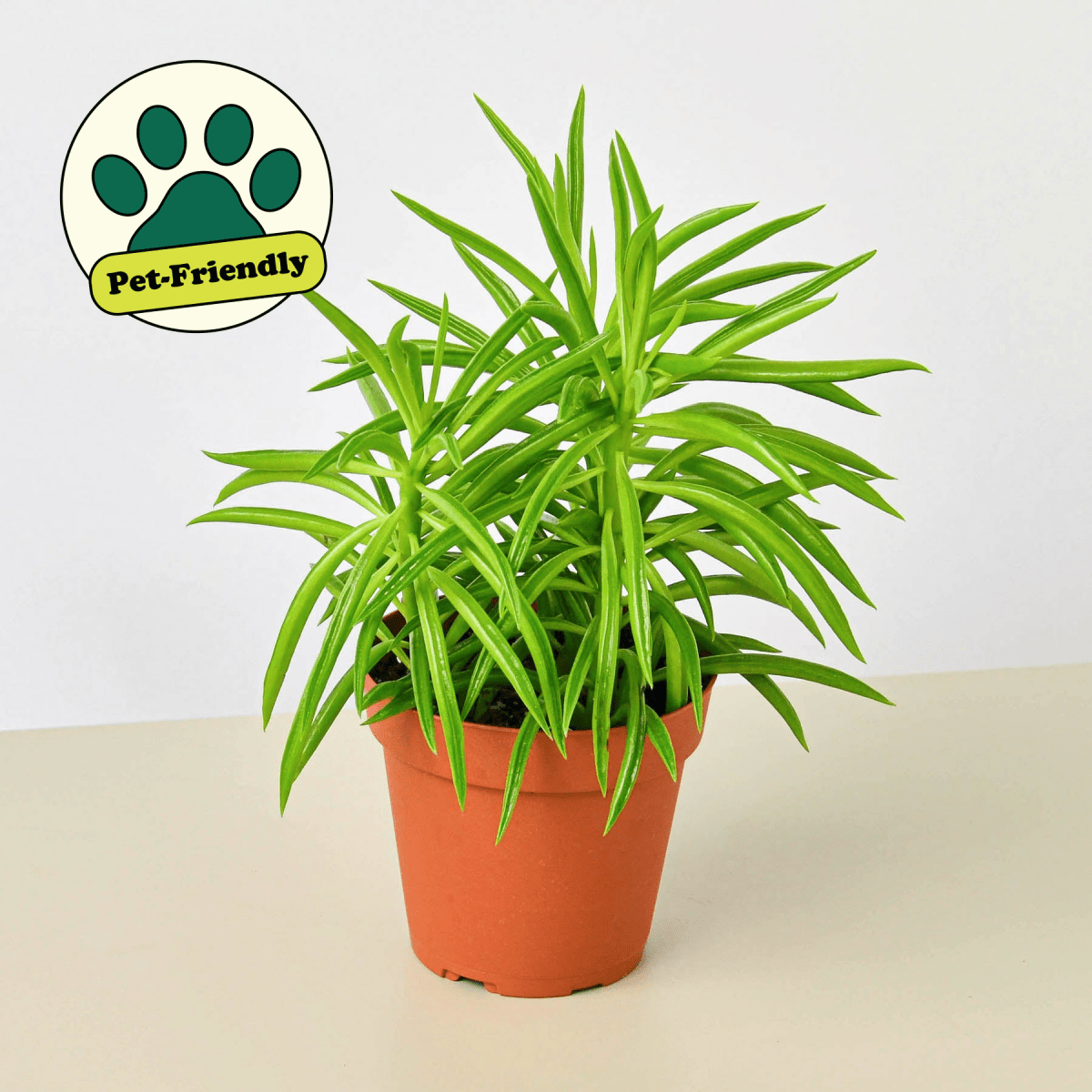 lily & onyx Peperomia 'Green Bean' Houseplant