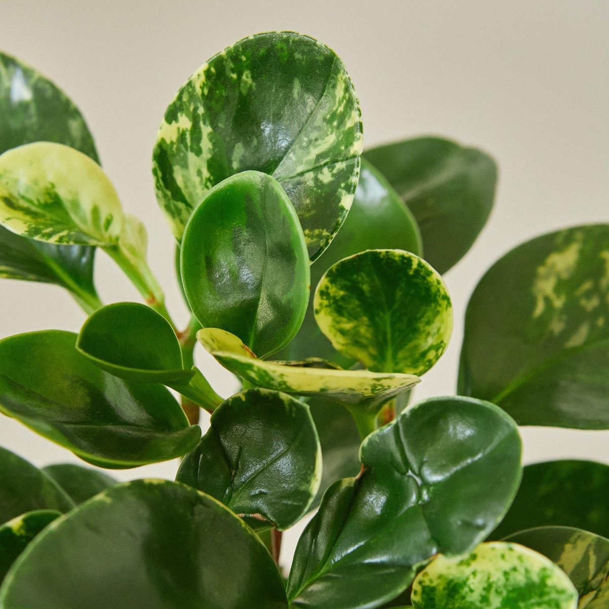 lily & onyx Peperomia 'Marble' Houseplant