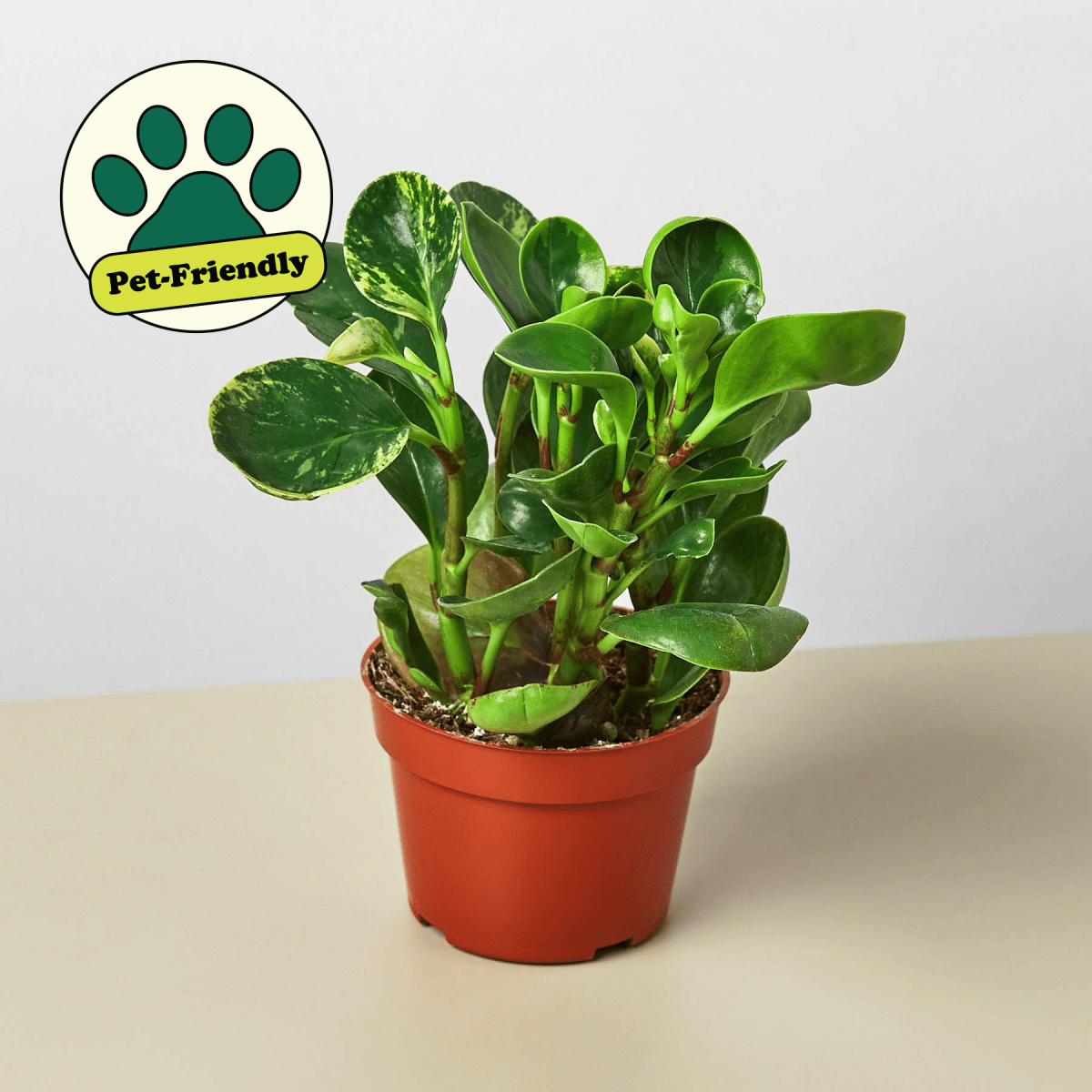 lily & onyx Peperomia 'Marble' Houseplant