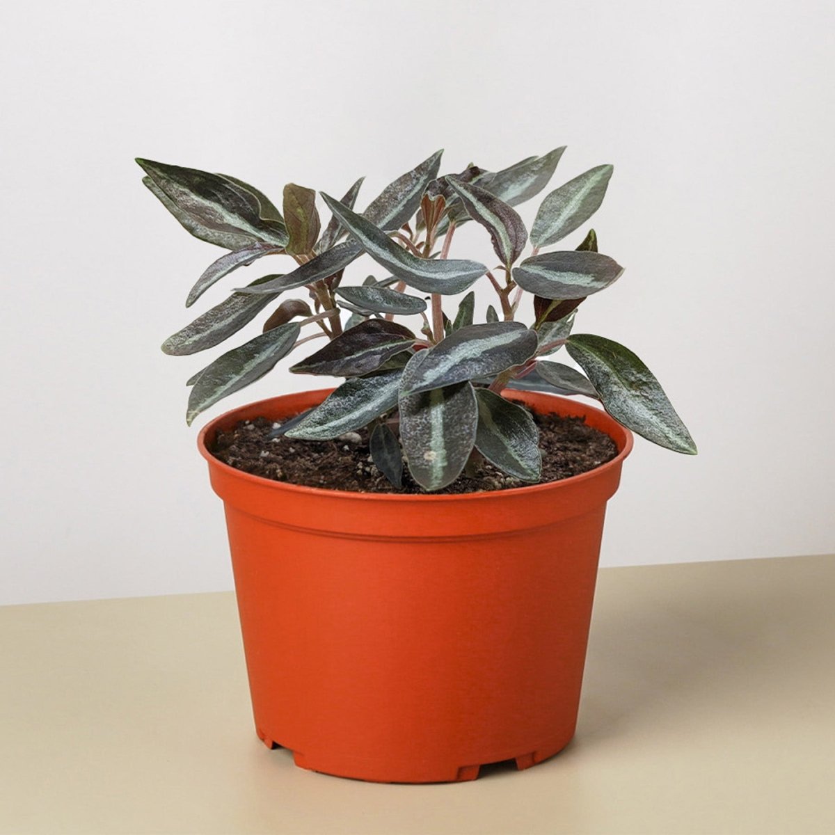 lily & onyx Peperomia 'Metallica' Houseplant