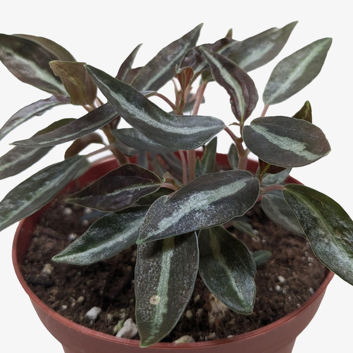 lily & onyx Peperomia 'Metallica' Houseplant