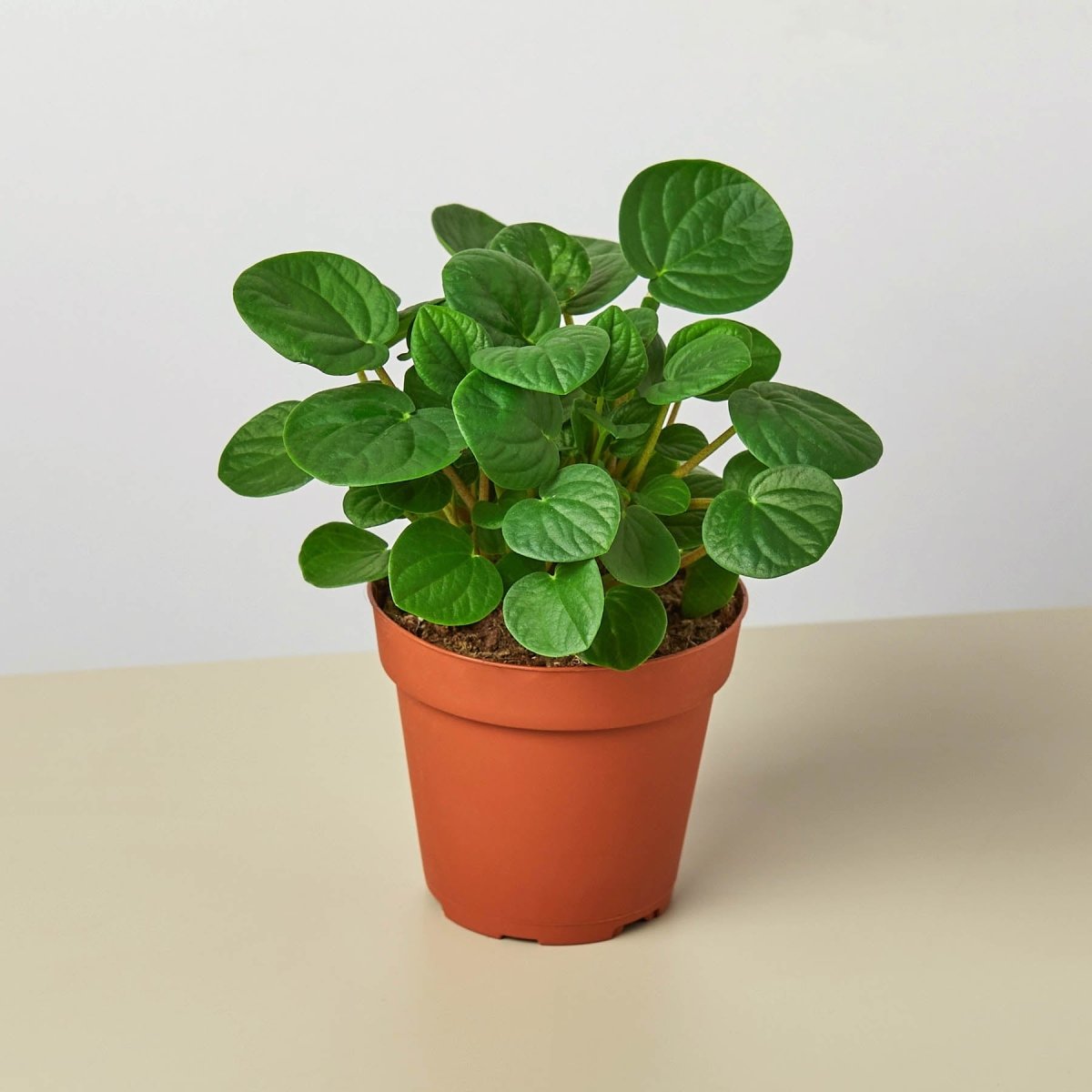 lily & onyx Peperomia 'Rana Verde' Houseplant