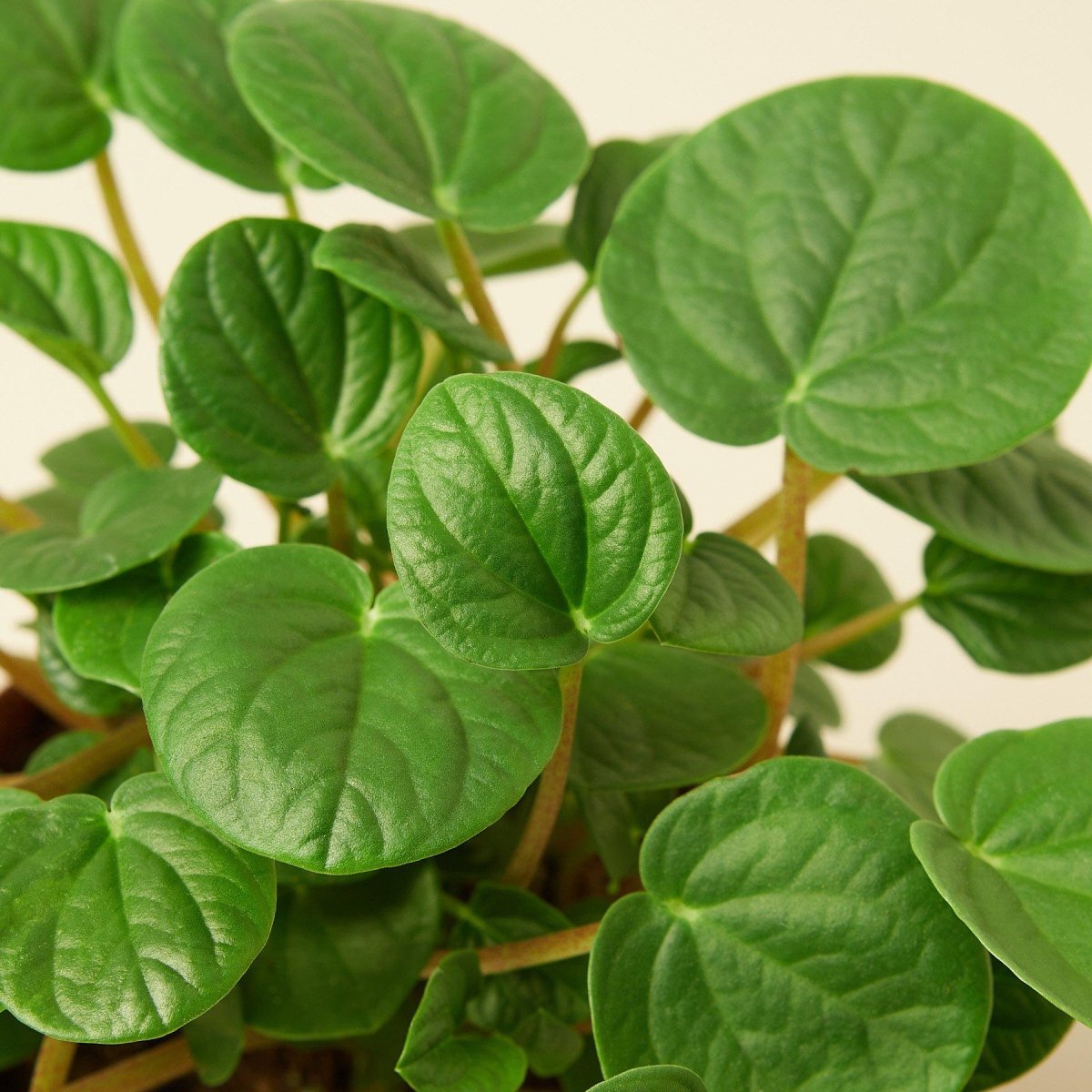 lily & onyx Peperomia 'Rana Verde' Houseplant