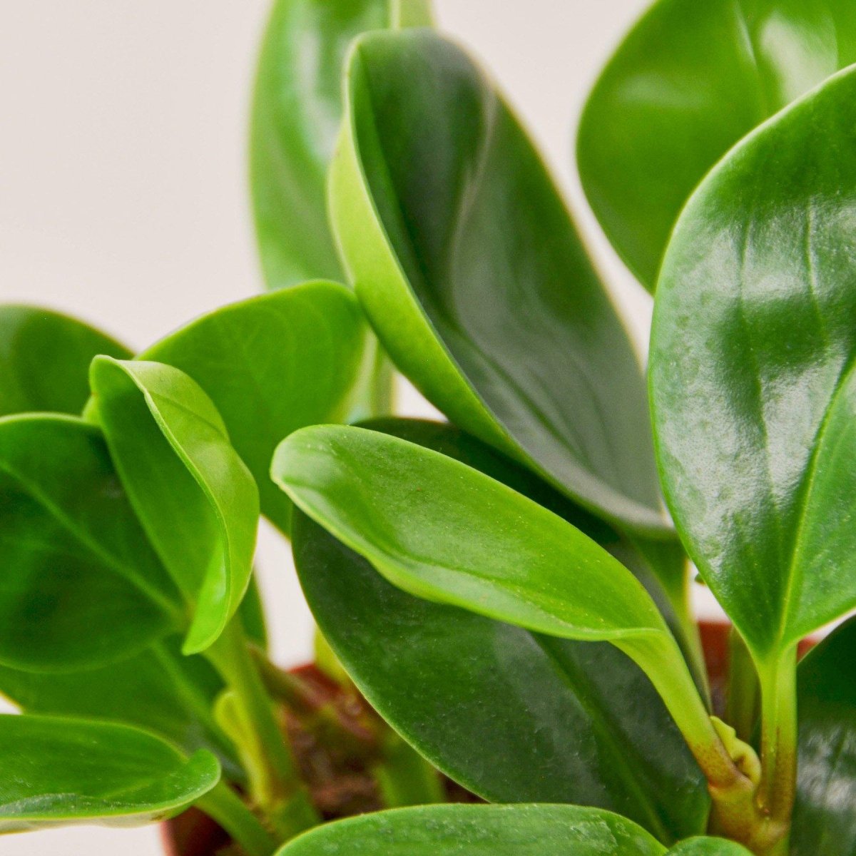 lily & onyx Peperomia 'Thailand' Houseplant