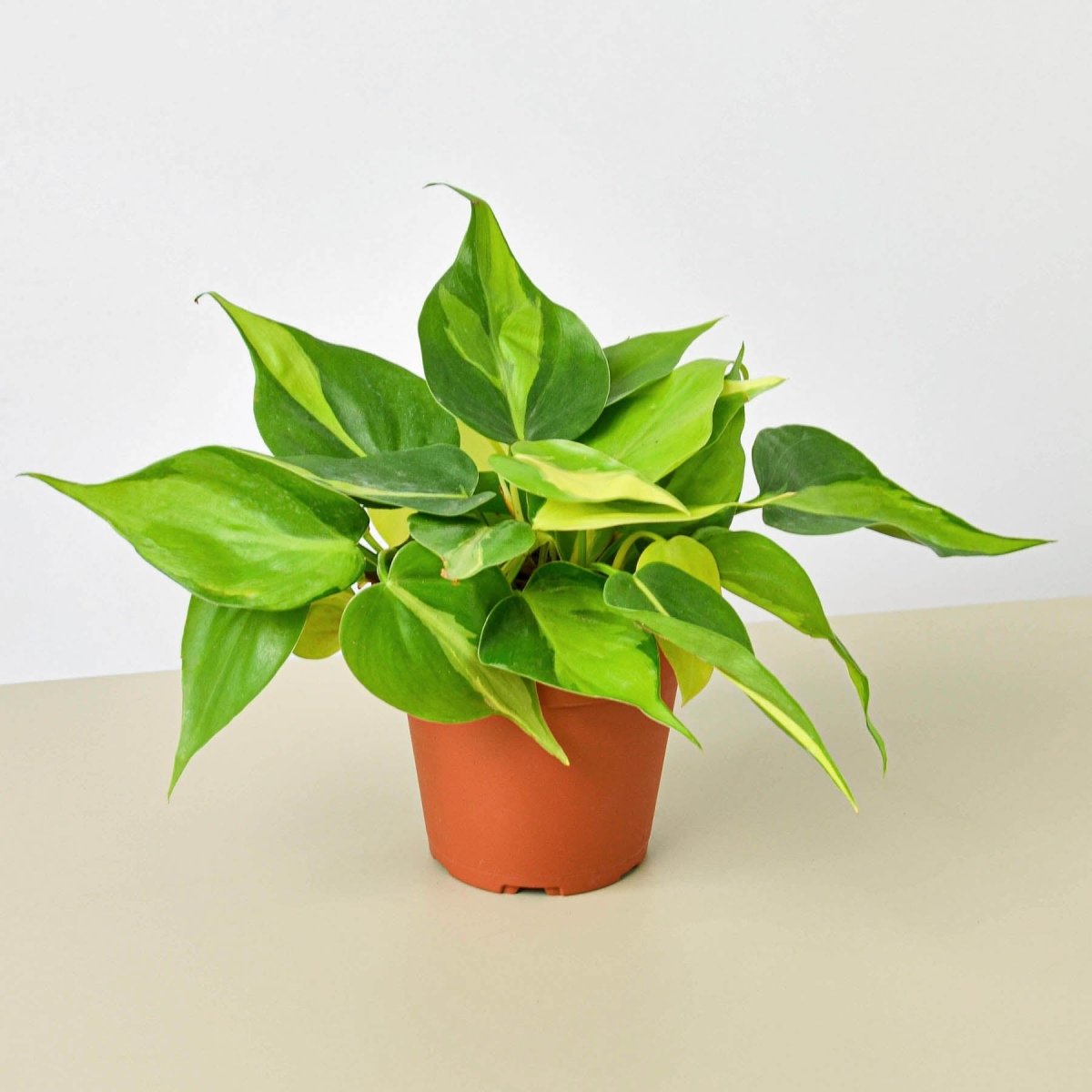 lily & onyx Philodendron 'Brasil' Houseplant