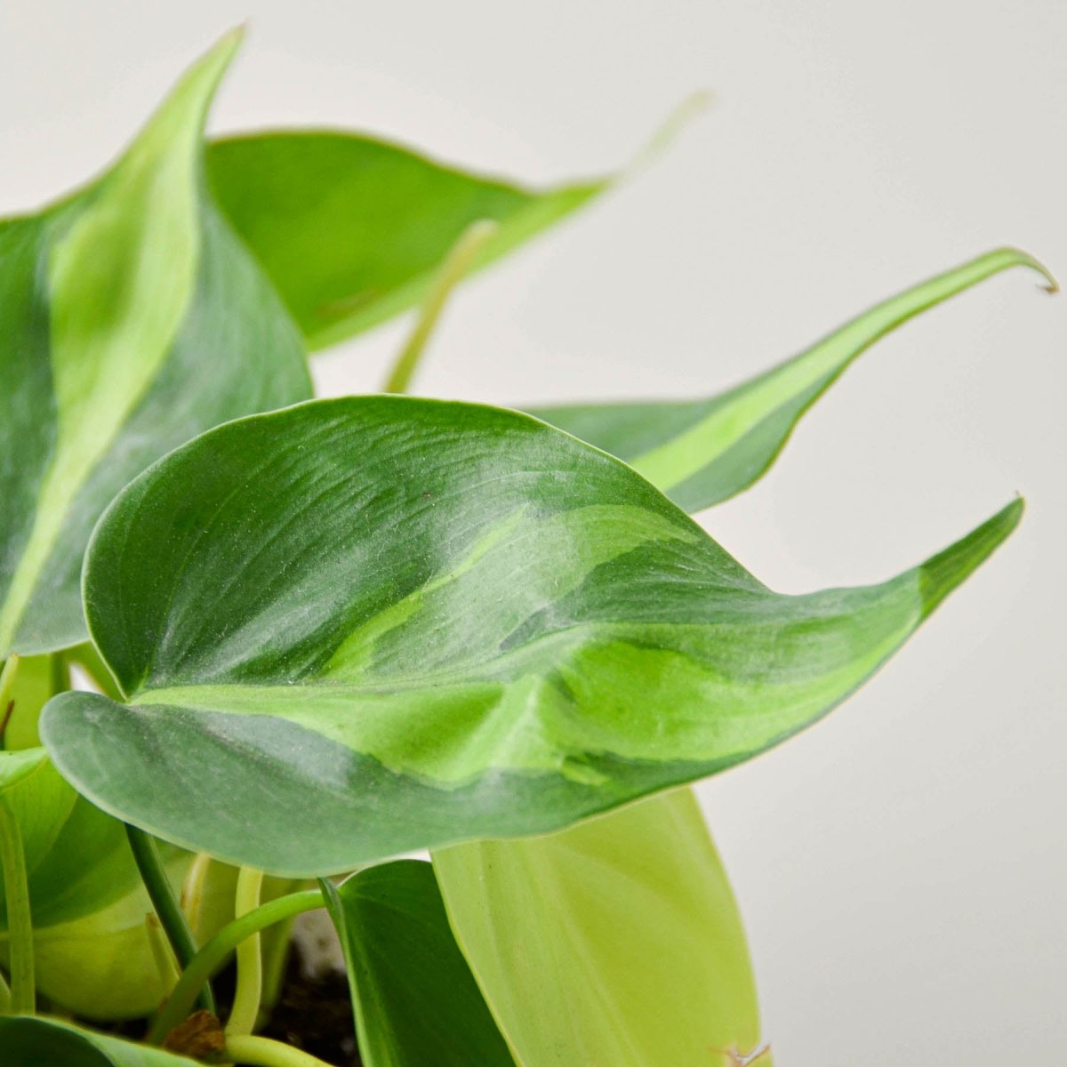 lily & onyx Philodendron 'Brasil' Houseplant