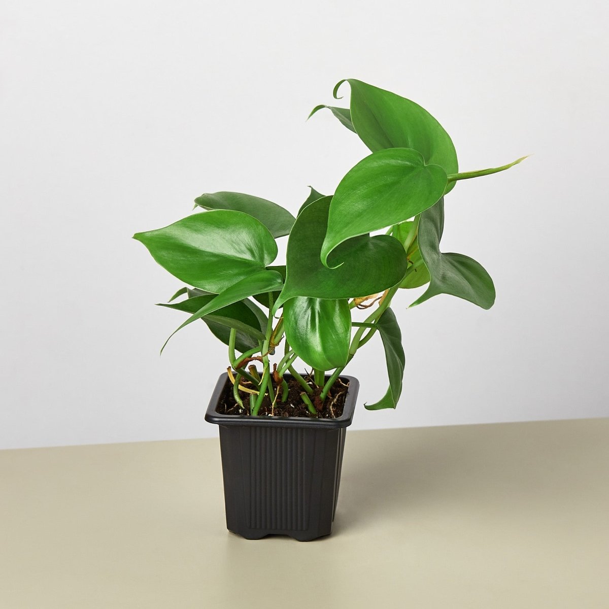 lily & onyx Philodendron Cordatum 'Heartleaf' Houseplant