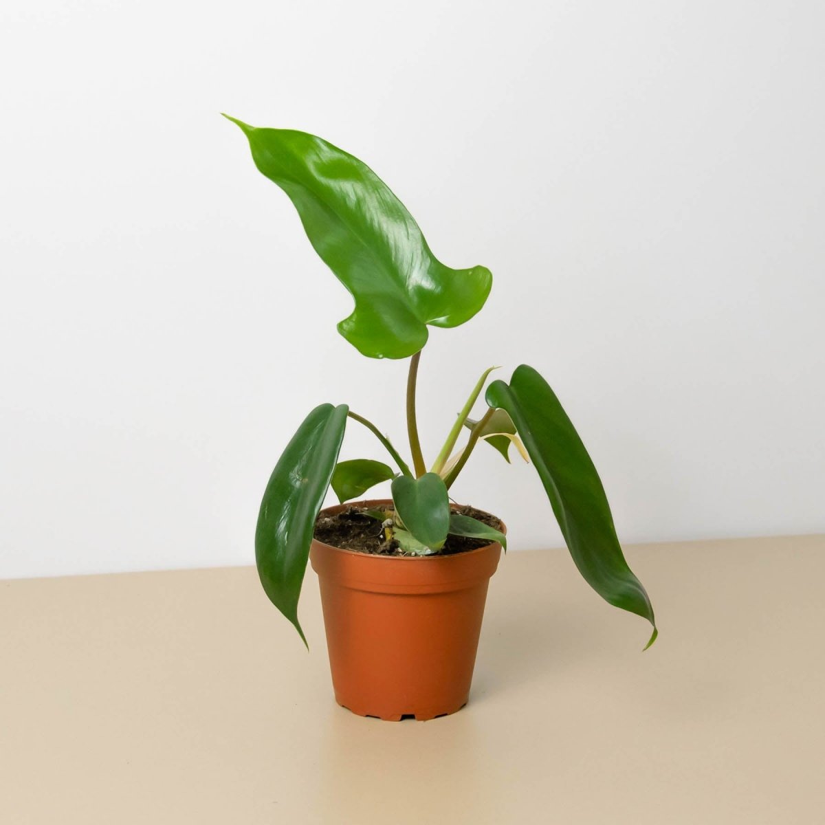 lily & onyx Philodendron 'Florida Green' Houseplant